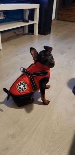 Customer photo review of DogSki Sport™ - Waterproof Jacket Harness