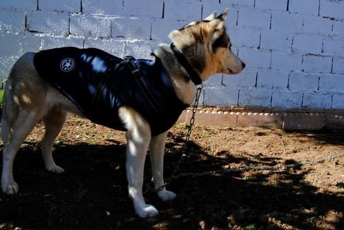 Customer photo review of DogSki Sport™ - Waterproof Jacket Harness