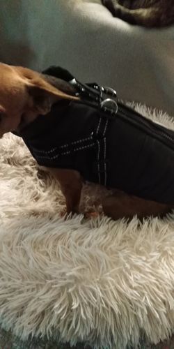 Customer photo review of DogSki Sport™ - Waterproof Jacket Harness