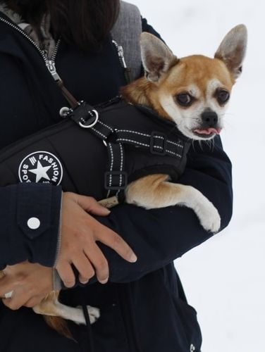 Customer photo review of DogSki Sport™ - Waterproof Jacket Harness