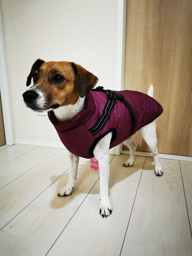 Customer photo review of DogSki Sport™ - Waterproof Jacket Harness