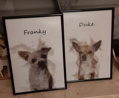 Customer photo review of Individuelles Haustierporträt - Posterdruck