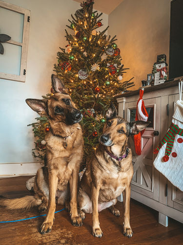 Customer photo review of DOG LOVERS LIGHTROOM PRESETS