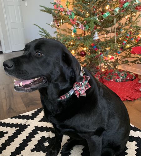Customer photo review of Christmas Plaid dog collar/ Christmas dog collar with flower/ dog collar bow tie