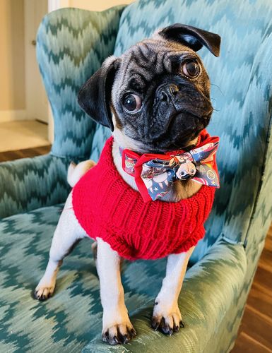 Customer photo review of Christmas pug dog collar bow tie