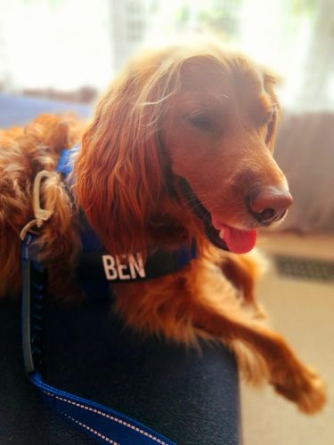 Customer photo review of DF Co. Classic Blue Dog Leash