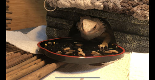 Customer photo review of GrubTerra Fresh Black Soldier Fly Larvae for Reptiles