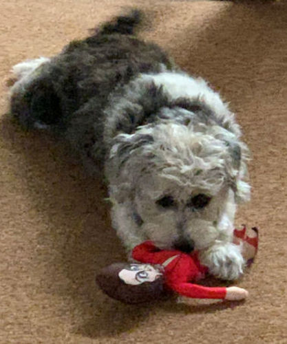 Customer photo review of Nancy Pelosi Chew Toy Lowest Price Ever!