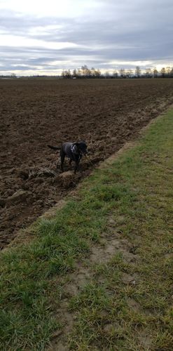 Customer photo review of Pfotenlove - Anti-Zug Personalisiertes Hundegeschirr – Premium Edition