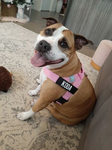 Customer photo review of Custom Name Patch For Dog Harness