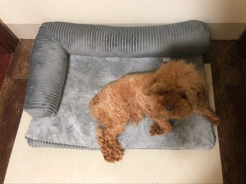 Customer photo review of Large Spacious Modern Washable Tough Dog Bed