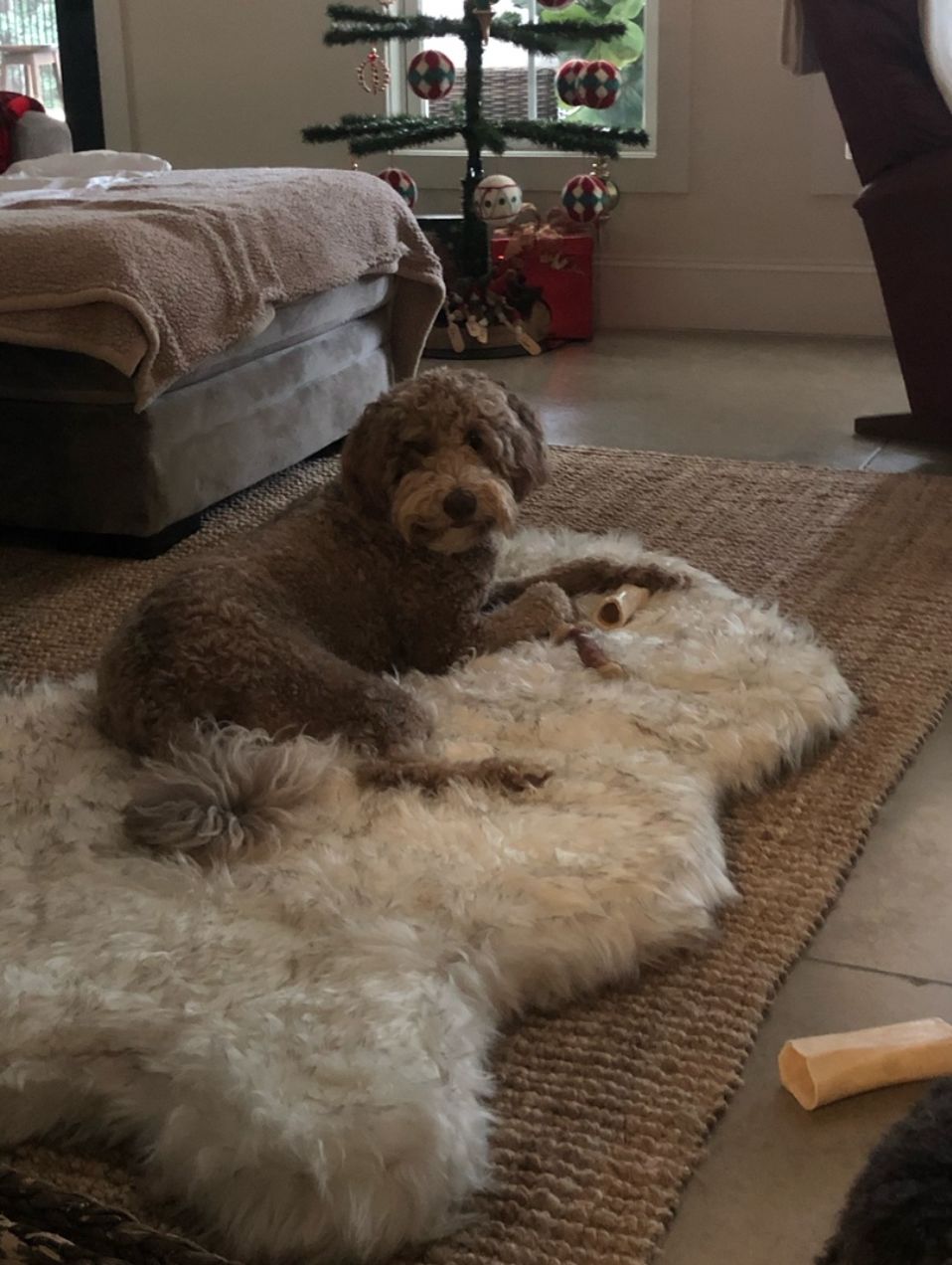 Customer photo review of ComfyRug Original - Hundeseng med premium memory foam