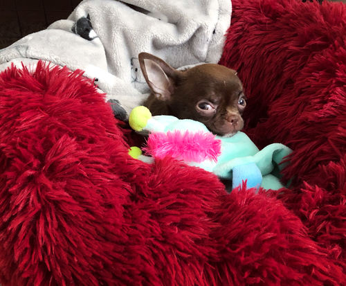 Customer photo review of Cuccia Antistress Per Pelosetti - Super Cucciolo®