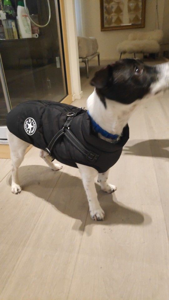 Customer photo review of DogSki Sport™ - Waterproof Jacket Harness