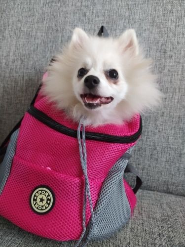 Customer photo review of Fur Sport™ - Pet Backpack Carrier