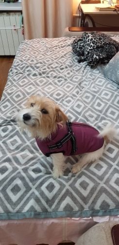 Customer photo review of DogSki Sport™ - Waterproof Jacket Harness