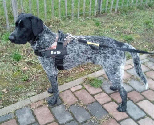 Customer photo review of Pfotenlove - Anti-Zug Personalisiertes Hundegeschirr – Premium Edition