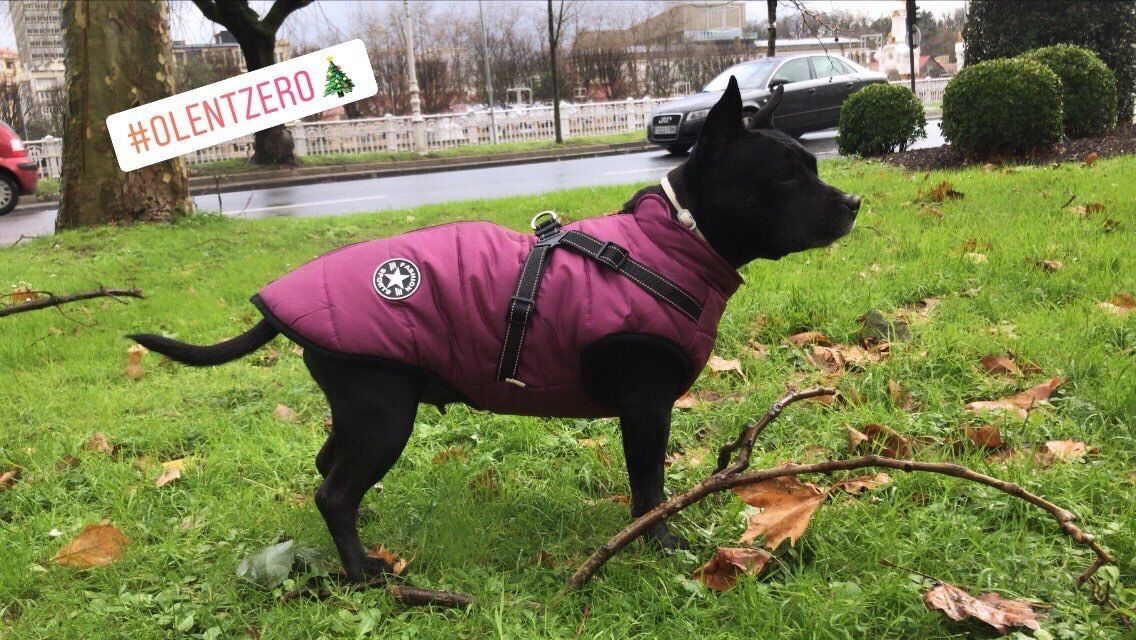 Customer photo review of DogSki Sport™ - Waterproof Jacket Harness