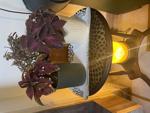 Customer photo review of Etched Planter (SET OF 3)