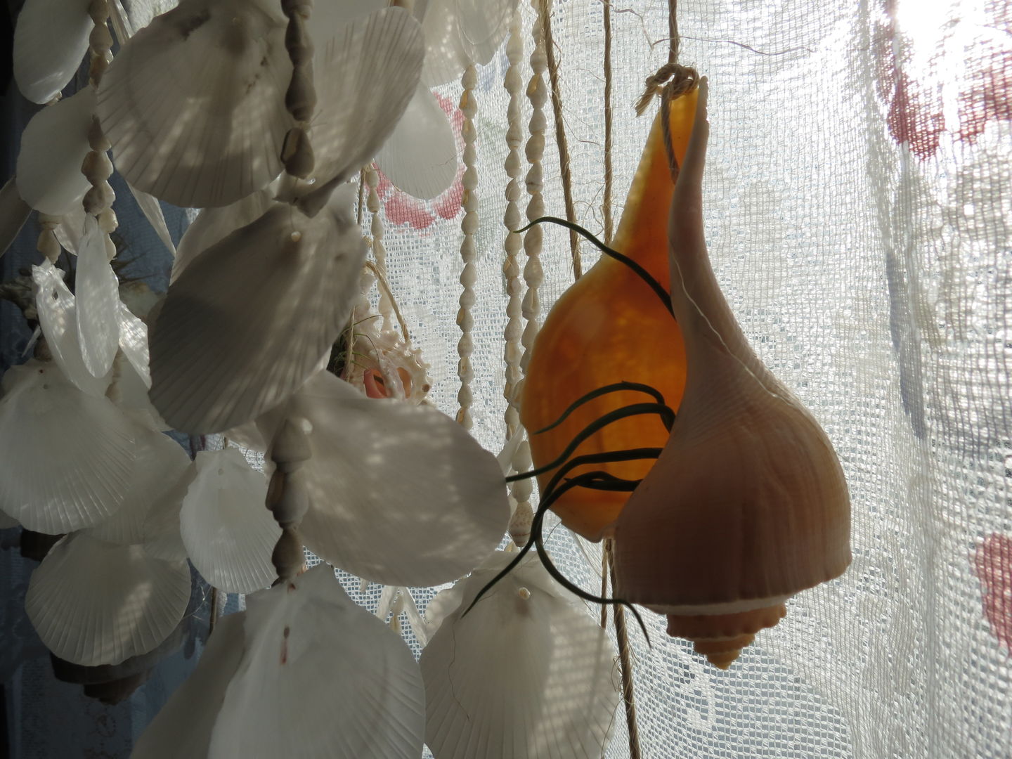 Customer photo review of Wholesale Bulbosa Small  (Minimum Order 5)