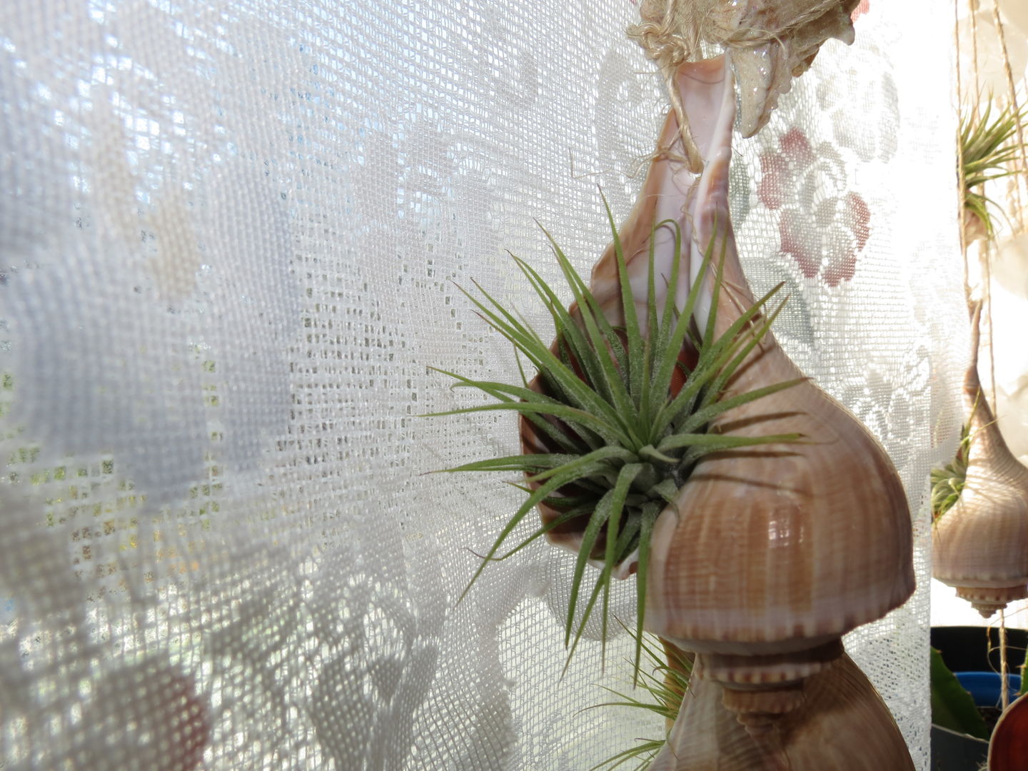 Customer photo review of Wholesale Ionantha Guatemala Medium  (Minimum Order 10)
