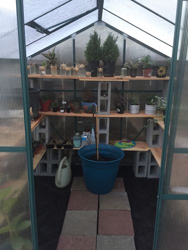 Customer photo review of Erommy 6'x 6'x 6.6' Walk-in Greenhouse Plant House UV Protection with Roof Vent & Rain Gutters