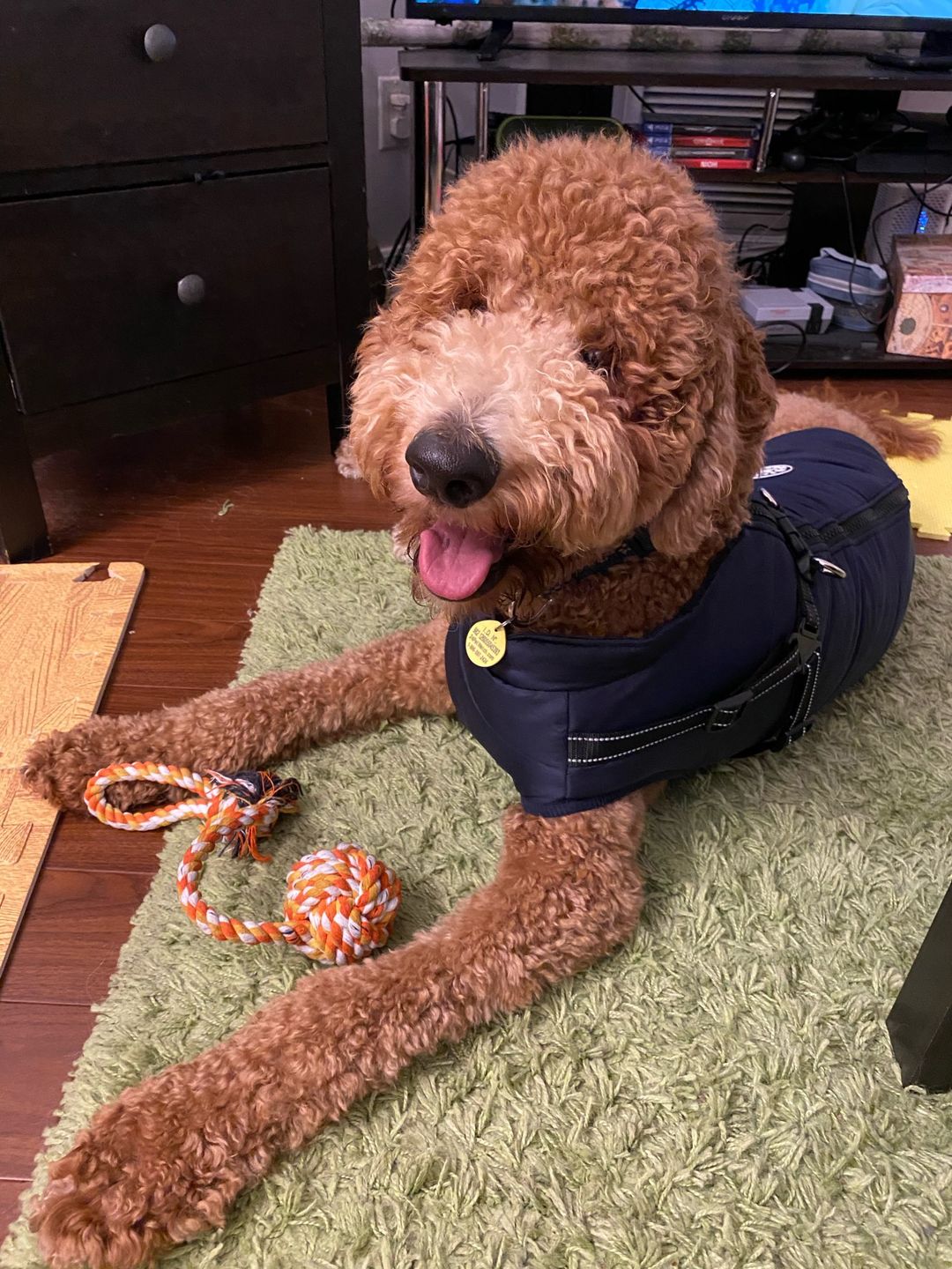 Customer photo review of DogSki Sport™ - Waterproof Jacket Harness