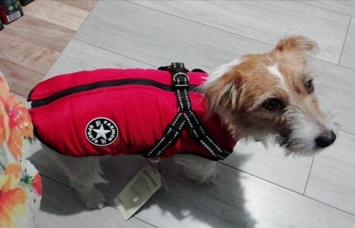 Customer photo review of DogSki Sport™ - Waterproof Jacket Harness