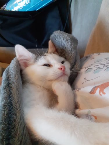 Customer photo review of Sustainable Litter