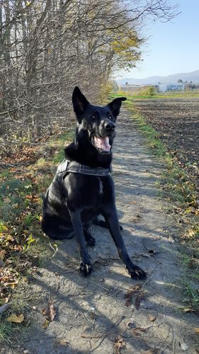 Customer photo review of Pfotenlove - Anti-Zug Personalisiertes Hundegeschirr – Premium Edition