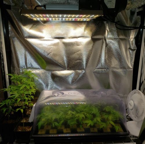 Customer photo review of Sayhon LED Grow Light Dimmable Grow Lamp with OSRAM Chips & UL Listed Driver Full Spectrum Plants Lights for Indoor Veg and Flower Growing Light Fixtrues 592 LEDs SH2000