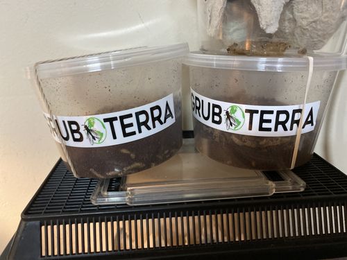 Customer photo review of GrubTerra Fresh Black Soldier Fly Larvae for Reptiles