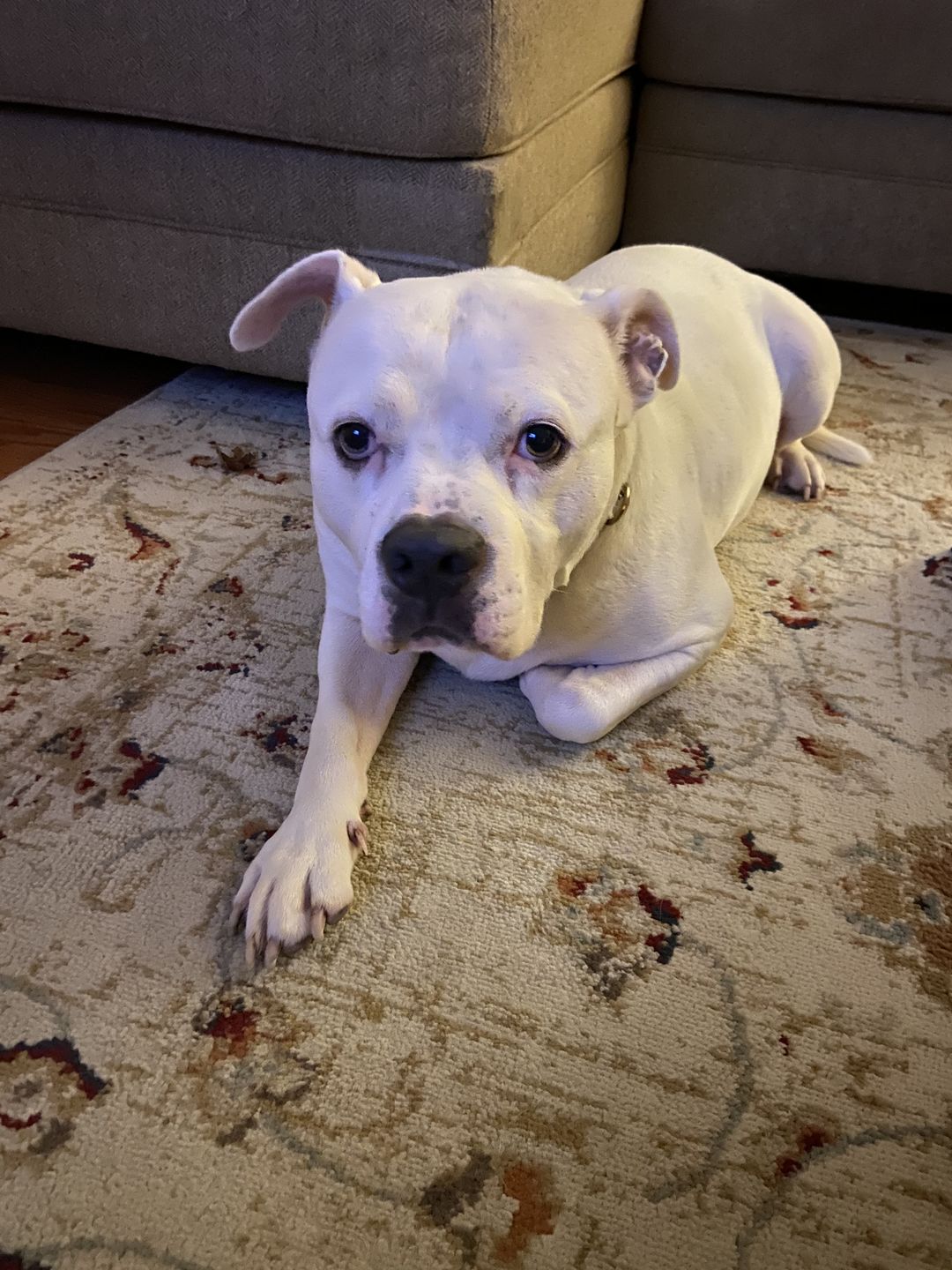 Customer photo review of Original Pet Pop Art Women's Crew