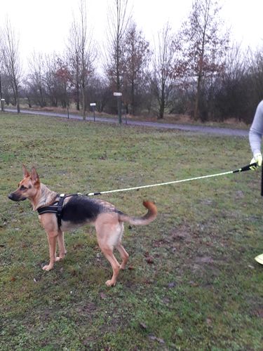 Customer photo review of Pfotenlove - Anti-Zug Sicherheitsleine – Premium Edition