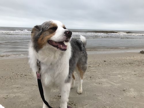 Customer photo review of Meal Variety Pack