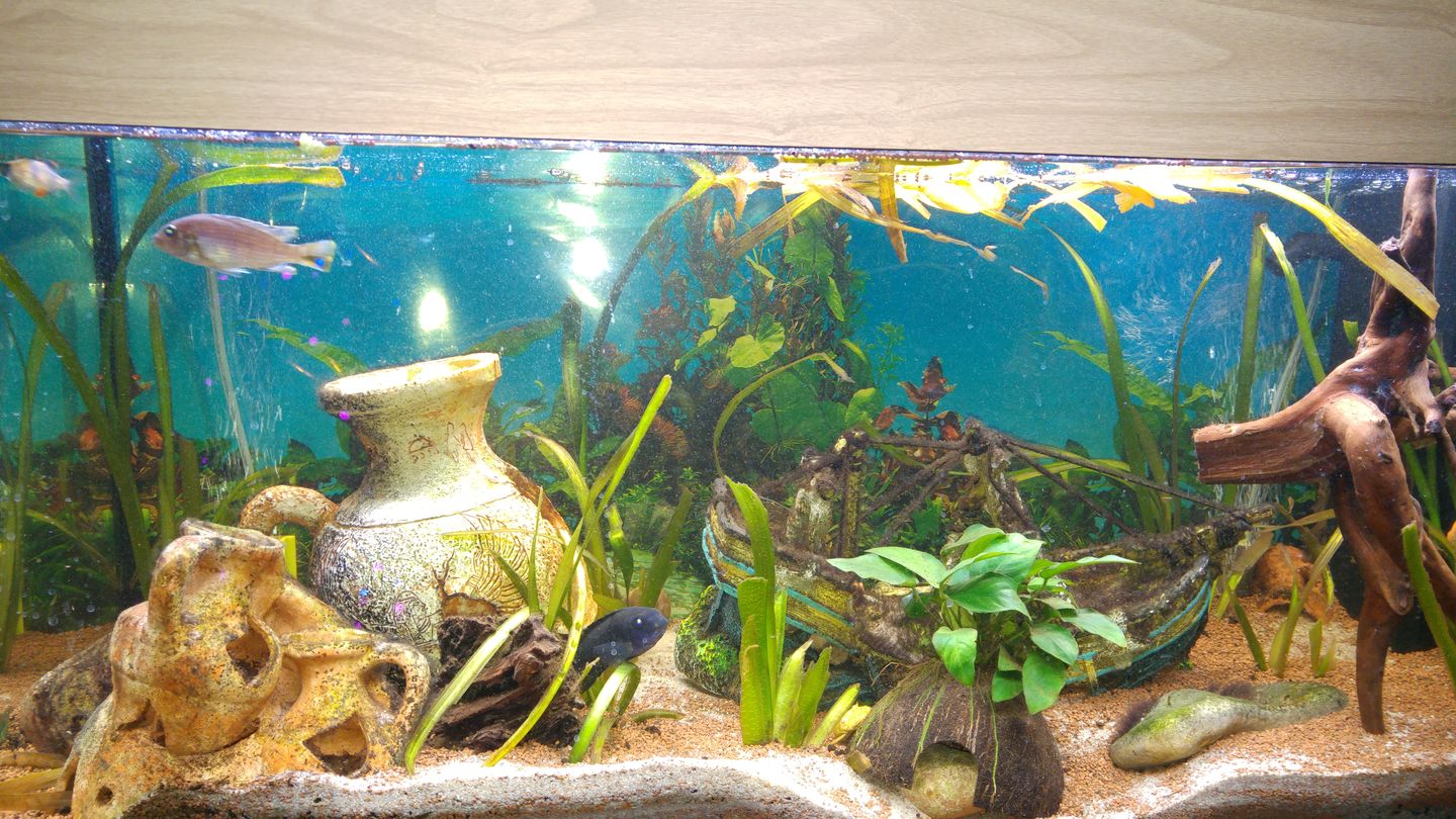 Customer photo review of Aquarium Rio 180 LED Chêne Équipé JUWEL - 180L