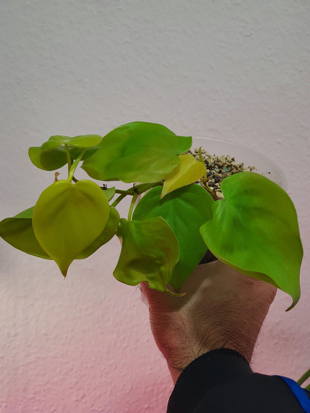 Customer photo review of PHILODENDRON HEDERACEUM LEMON LIME