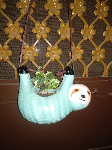 Customer photo review of Hanging Sloth Planter