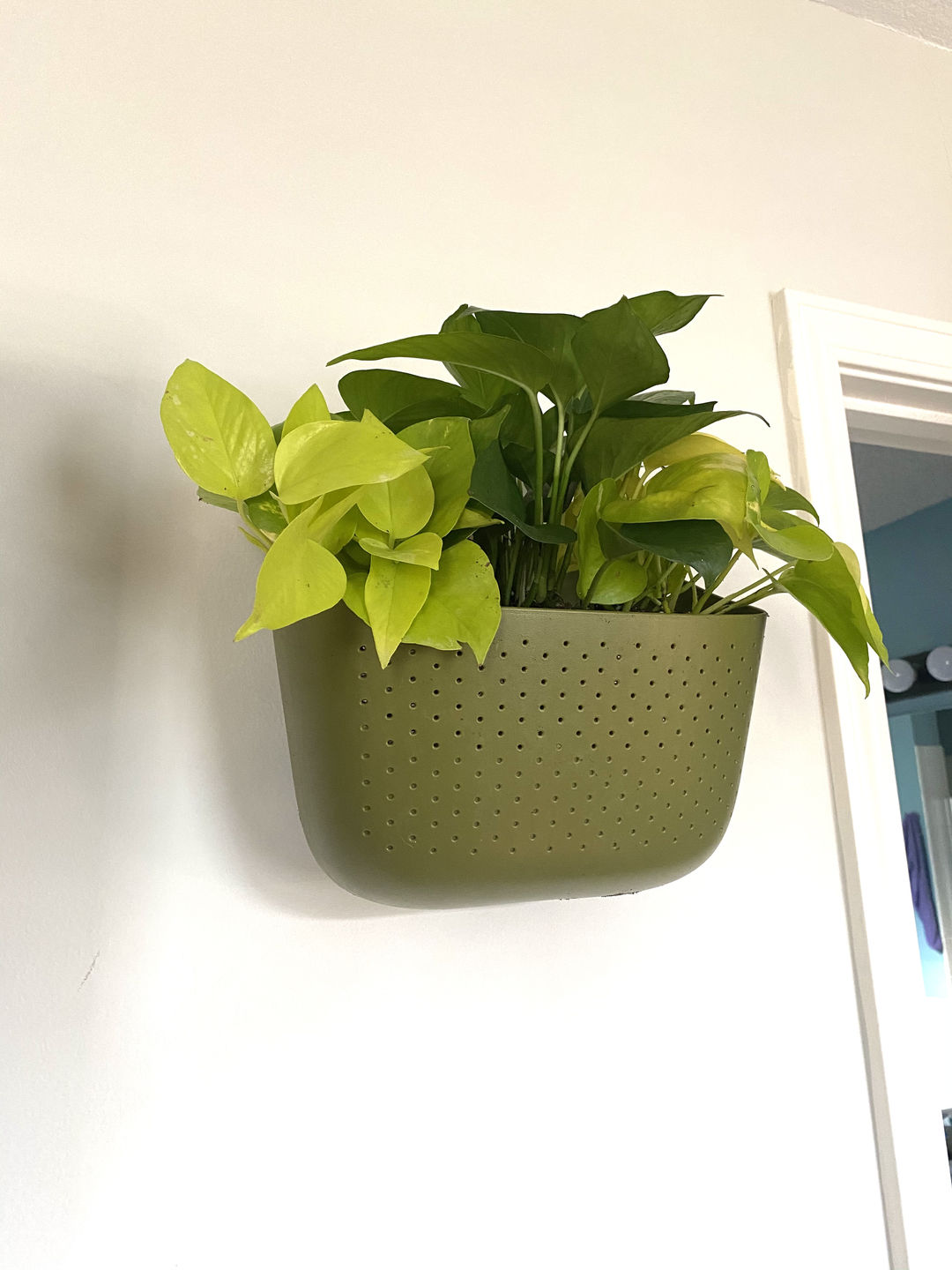 Customer photo review of Eco Olive Wall Planter