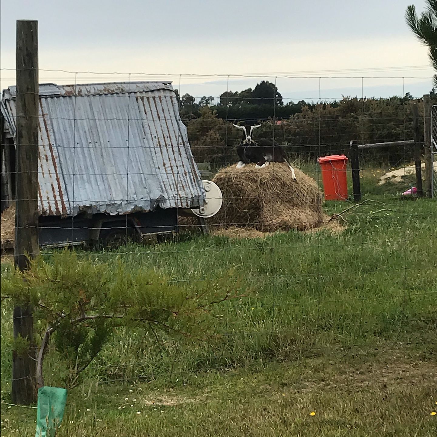 Customer photo review of Silage Bale Hay Net