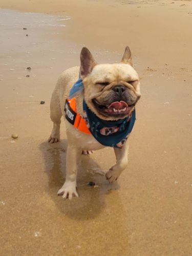 Customer photo review of DF Co. Hi-Vis Orange Dog Harness
