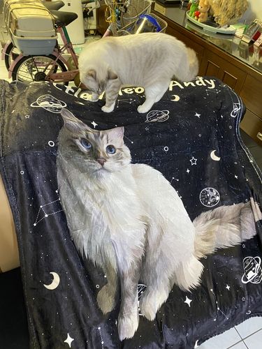 Customer photo review of 【客製】手繪寵物 法蘭絨毛毯 Custom Pet Fleece Blanket