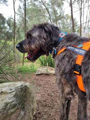 Customer photo review of DF Co. Hi-Vis Orange Dog Harness