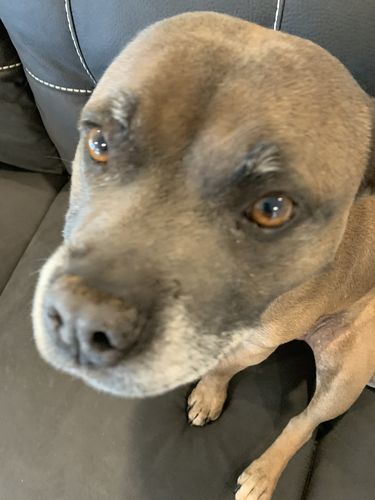 Customer photo review of Tips & Toes - Nose and Paw Balm
