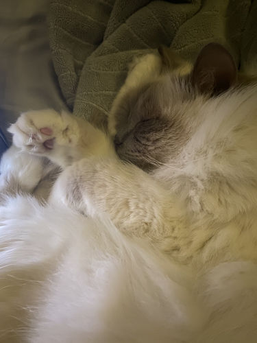 Customer photo review of Sustainable Litter