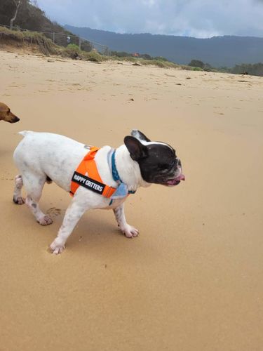Customer photo review of DF Co. Hi-Vis Orange Dog Harness