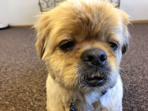 Customer photo review of Salmon Omega Soft Chew Bites for Dogs - 120 Count