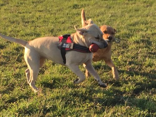 Customer photo review of Pfotenlove - Anti-Zug Personalisiertes Hundegeschirr – Premium Edition