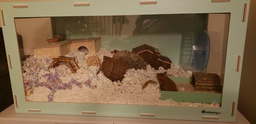 Customer photo review of Niteangel Bigger World MDF Terrarium Aspen Poplar Wooden Enclosure for Syrian and Dwarf Hamsters
