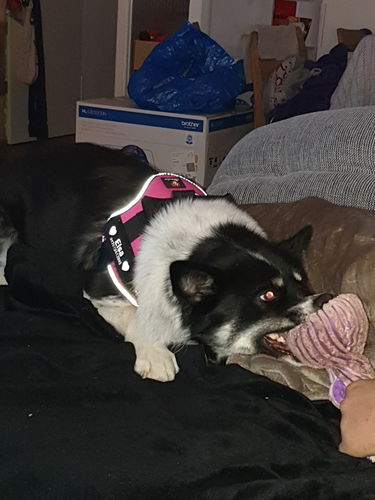 Customer photo review of Pfotenlove - Anti-Zug Personalisiertes Hundegeschirr – Premium Edition